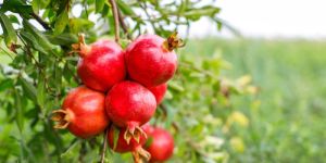 Pomegranate Fruit