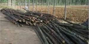 Casuarina Poles