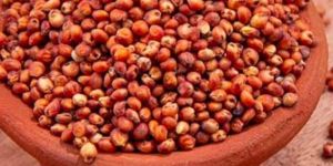 Red Maize Seeds