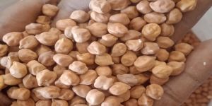 White Chickpeas