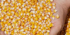 Yellow Maize Seeds
