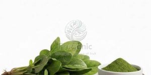 Spray Dried Spinach Powder