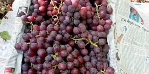 Flame Seedless Grapes
