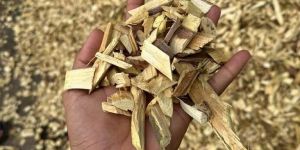 Hard Wood Chips ( Prosofis Juliflora)