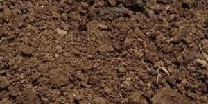 Cow Dung Powder