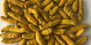 Premium Salem Turmeric Finger