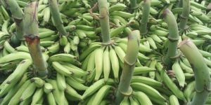 Bananas