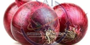 45mm Premium Quality Nashik Red Onion