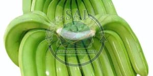 A Grade Fresh Raw Green Banana
