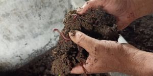 Organic Vermicompost