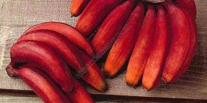 a Grade Red Banana