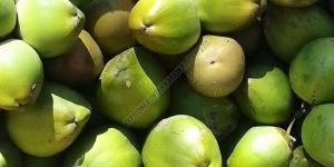 a Grade Tender Coconut