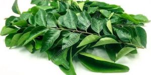 Curry Leaves