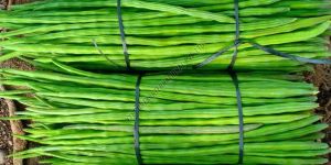 Fresh Green Drumstick