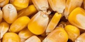 Natural Yellow Maize