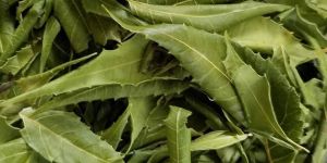 Neem Leaves