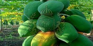 Fresh Raw Green Papaya