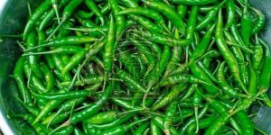 Fresh Spicy Green Chilli