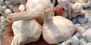 Garlic