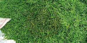 Indian Fresh Green Chilli