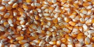 Indian Yellow Maize Seeds