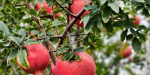 Pomegranate