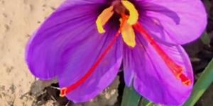 Saffron