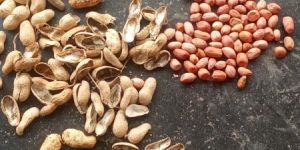 Ground Nut