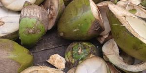 Green Coconut Waste
