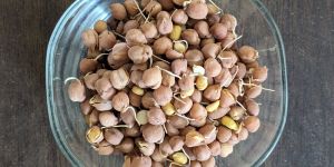 Organic Sprouted Chana