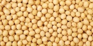 Organic Yellow Pea