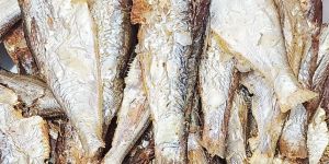 malabar thryssa dry fish