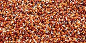 Dehydrated Sprouted Ragi