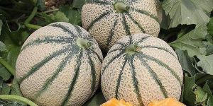 Fresh Muskmelon