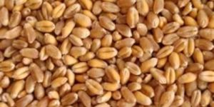 Sharbati Wheat Seeds