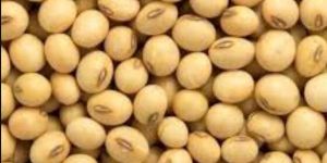 Soyabean Farming Seeds