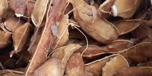Raw Tamarind