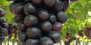 Black Grapes