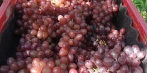 Crimson Red Grapes