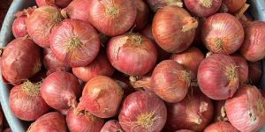 Garwa Onion