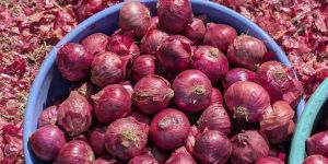 Red Onion
