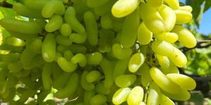 Sonaka Grapes