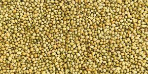Coriander Seeds