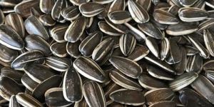 Premium Sunflower Seeds
