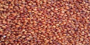 Red Sorghum Seeds