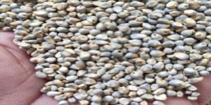 Whole Green Millet Seeds