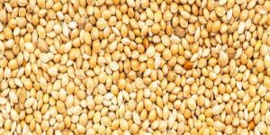 Yellow Millet Seeds