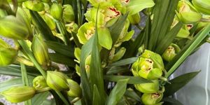 Cymbidium Orchids Plants