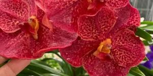 Denrobium Orchid Flower Plant