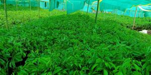 Litchi Seedless Plant